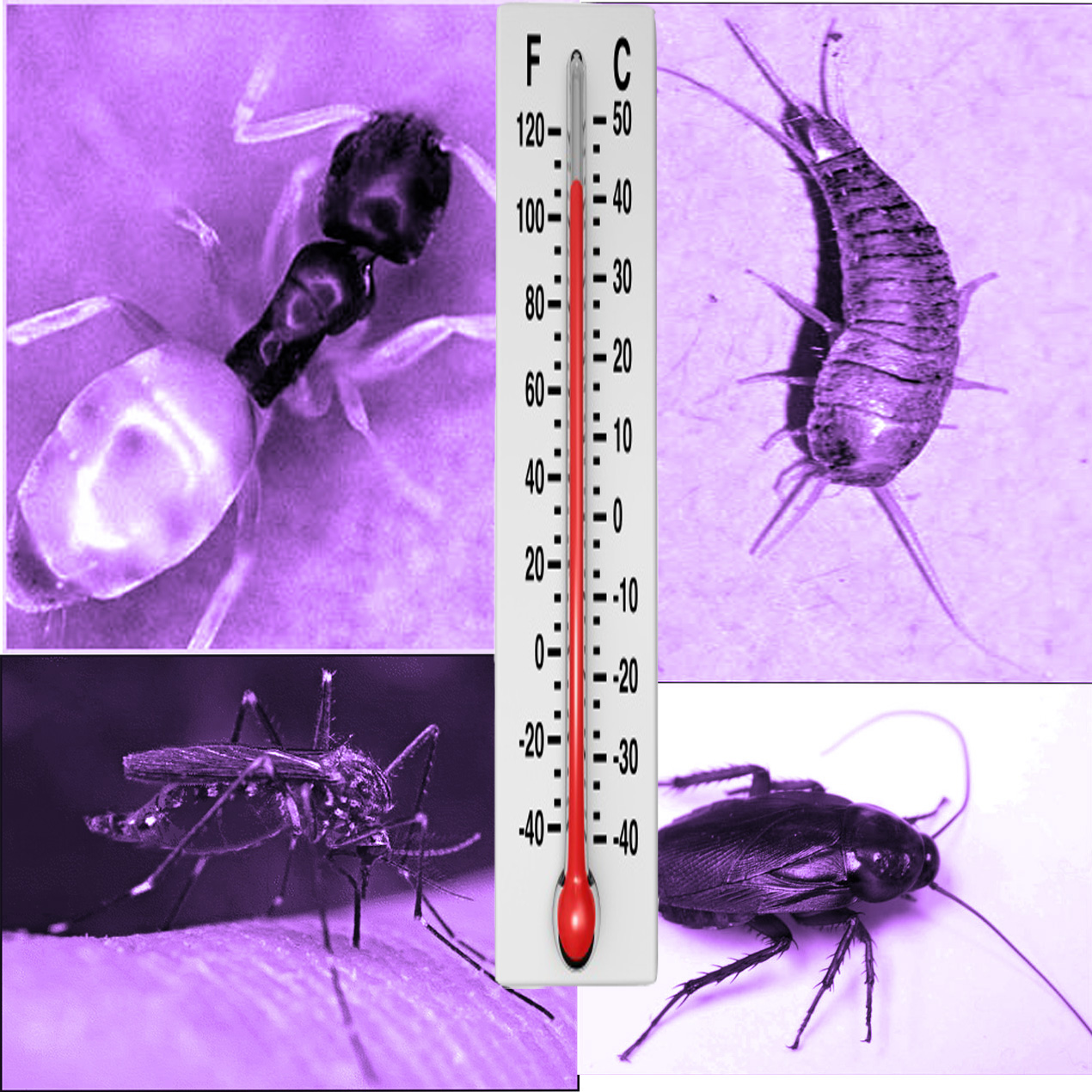 Beyond bed bugs